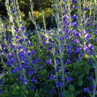 Indigou Salbatic-Baptisia Australis