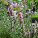 Isop roz-Hyssopus officinalis