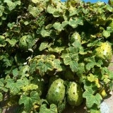 Kiwano - Img 3