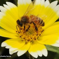 Layia Platyglossa