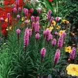 Liatris spicata