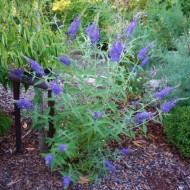 Liliac de vara-Buddleja Davidii Empire Blue