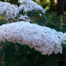 Liliac de vara-Buddleja Davidii White