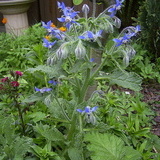 Limba mielului-Borago officinalis albastra