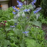 Limba mielului-Borago officinalis albastra