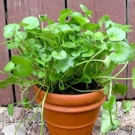 Lingureaua-Cochlearia officinalis - Img 2