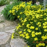 Linum flavum Compactum-In decorativ galben - Img 2