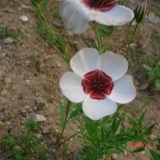 Linum grandiflorum Bright Eyes-In decorativ alb - Img 2