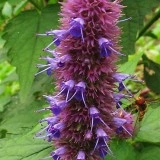 Lofant-Lophanthus Anisatus Benth - Img 2