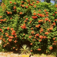 Luleaua Turcului-Campsis Radicans - Img 4
