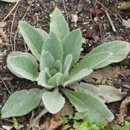 Lumanarica-Verbascum thapsus