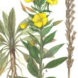 Luminita noptii-Oenothera biennis L - Img 4