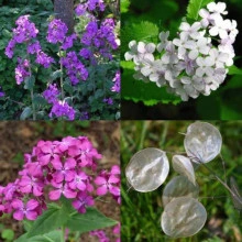 Lunaria Annua mix - Img 4