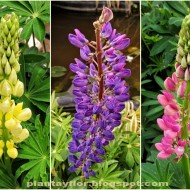 Lupin peren-Lupinus polyphyllus mix