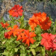 Lychnis x Haageana - Img 3