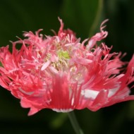 Mac Laciniatum Pink Fizz