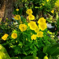 Mac Meconopsis Cambrica Yellow