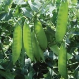 Mazare dulce-Pisum sativum - Img 1