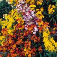 Micsuneaua ruginie-Cheiranthus cheiri Tom Thumb mix