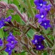 Miruta-Anchusa officinalis