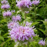 Monarda Fistulosa-Wild Bergamot