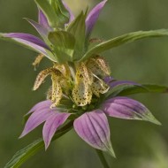 Monarda punctata-Spotted Bee Balm