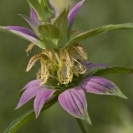 Monarda punctata-Spotted Bee Balm - Img 2