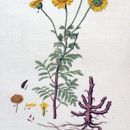 Musetel galben-Anthemis tinctoria