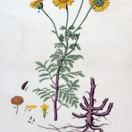 Musetel galben-Anthemis tinctoria - Img 8