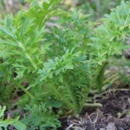 Mustar oriental Wasabi-na - Img 4