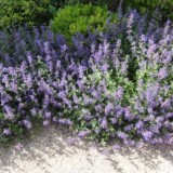 Nepeta mussini-Catmint