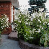 Nicotiana-Regina noptii alba