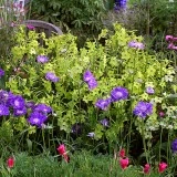 Nicotiana-Regina noptii Lime Green - Img 6