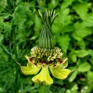 Nigella Orientalis Transformer - Img 3