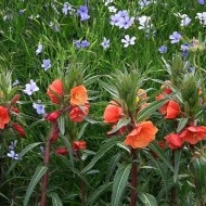 Oenothera Versicolor Sunset Boulevard - Img 3