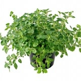 Oregano