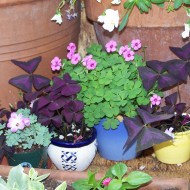 Oxalis Triangularis