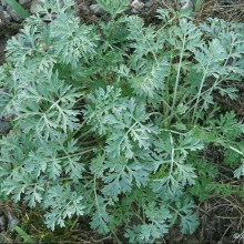 Pelin Alb-Artemisia absinthium