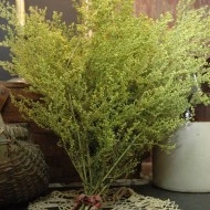Pelinita-Artemisia Annua