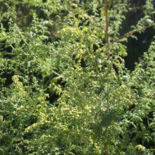 Pelinita-Artemisia Annua - Img 5