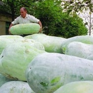 Pepene galben de iarna Wax Gourd