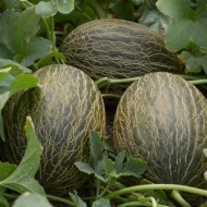 Pepene galben Piel de Sapo