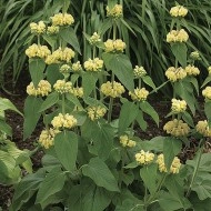 Phlomis russeliana-Ierusalim Salvie - Img 7