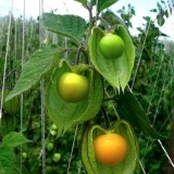 Physalis peruviana-Golden Berry - Img 2