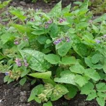 Plamanarica-Pulmonaria Officinalis