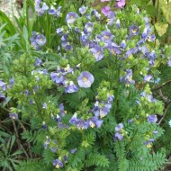 Polemonium Caeruleum-Jacob's Ladder Blue