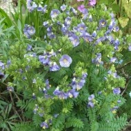 Polemonium Caeruleum-Jacob's Ladder Blue - Img 5