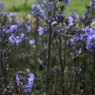 Polemonium Yezoense Purple Rain Strain - Img 3