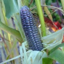 Porumb Dulce Hopi Blue - Img 2