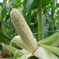 Porumb White Corn